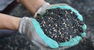 Jak a čím krmit ovocné stromy a keře na jaře?